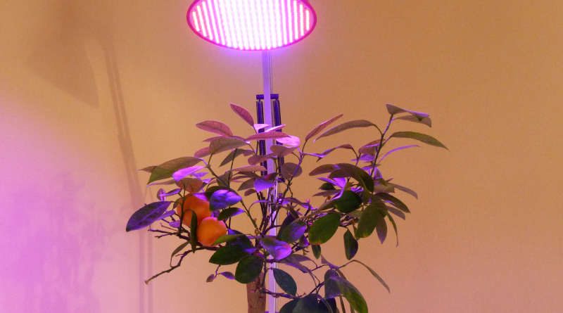 Подсветка для комнатных цветов: выбор, особенности и типы ламп