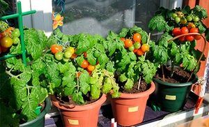 Как вырастить помидоры на балконе в фото