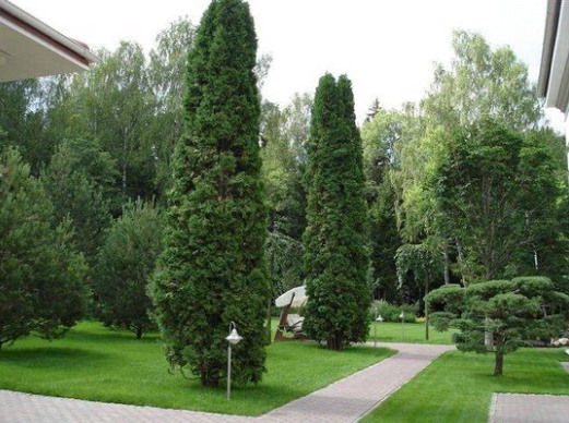 Крупномеры (крупномерные деревья) — разновидности, особенности посадки, цены в фото
