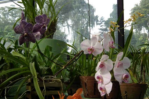 Как ухаживать за орхидеями? в фото