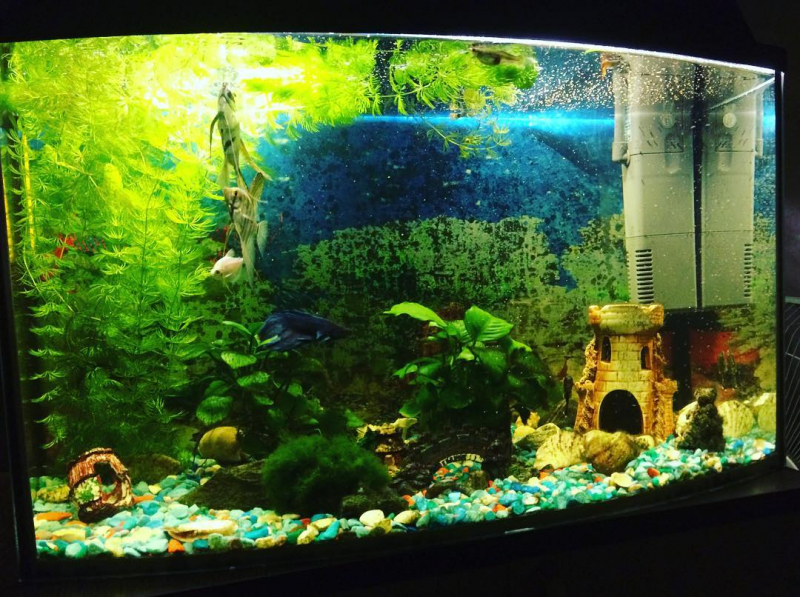 Интересные варианты, как украсить аквариум в фото