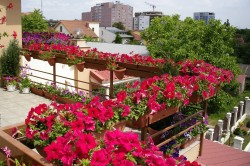 Цветы на балконе: выбор и расположение, дизайн, фото и названия (видео) в фото