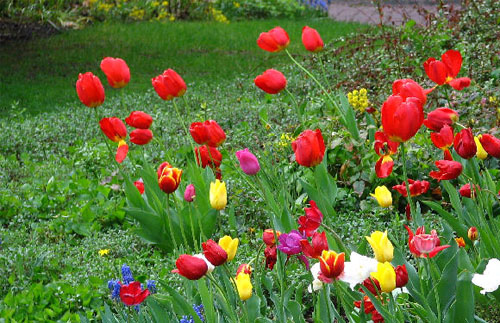 Нежная красота тюльпанов в Вашем саду в фото