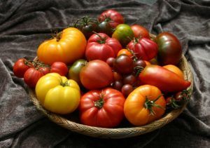 Как вырастить помидоры на балконе в фото