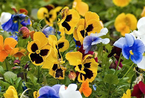 Цветник в саду: подбор растений и принципы композиции в фото