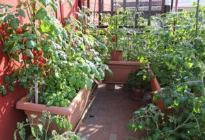 Выращивание овощей на балконе своими руками в фото