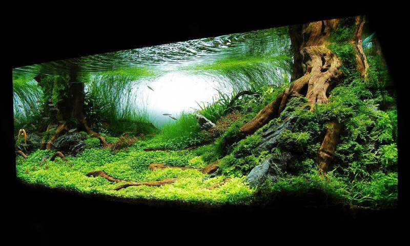 Интересные варианты, как украсить аквариум в фото