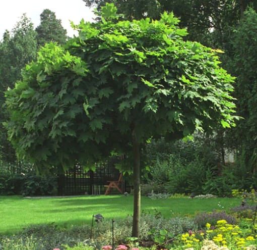 Крупномеры (крупномерные деревья) — разновидности, особенности посадки, цены в фото