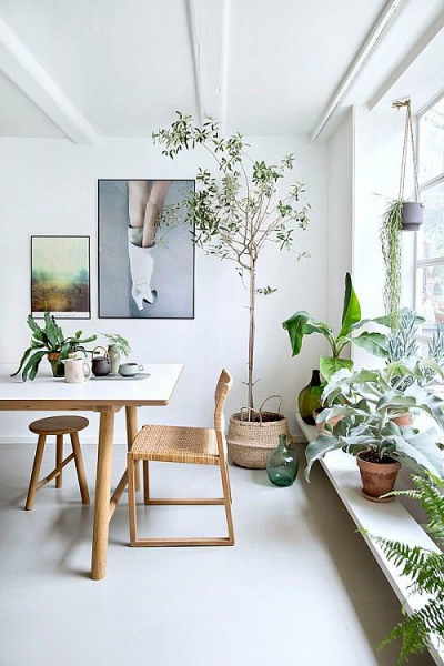 Комнатные растения в интерьере квартиры в фото