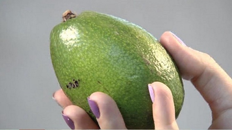 Как правильно хранить авокадо в фото