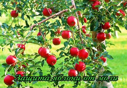 На яблонях паутина и яблонная моль, как спасти урожай яблок и груш в фото