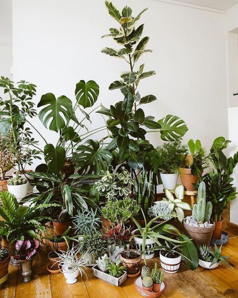 Комнатные растения в интерьере квартиры в фото