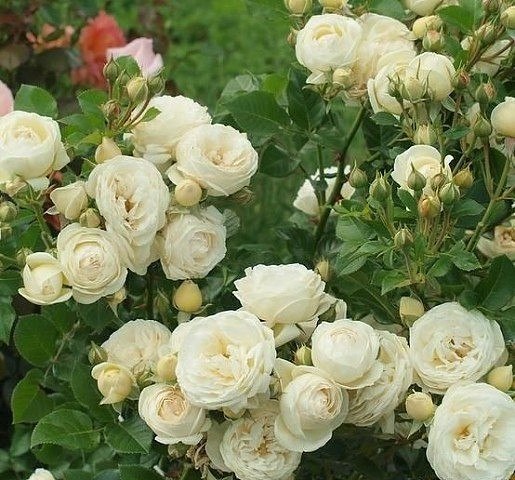 Эта подкормка для роз обеспечит обильное цветение в фото