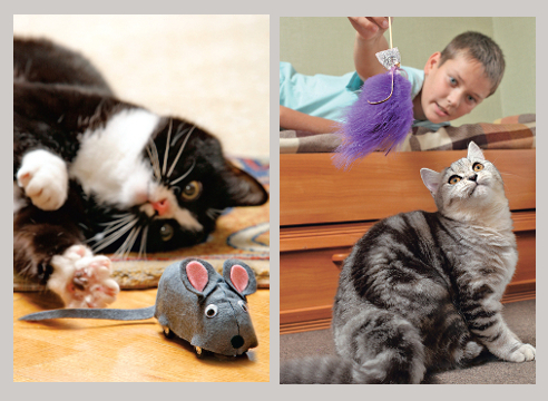 Игрушки для кошек своими руками из картона: как сделать с фото и видео в фото