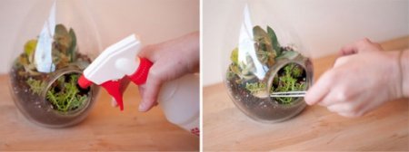 Как сделать флорариум своими руками: основы и мастер класс по изготовлению в фото