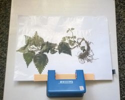 Как правильно сделать гербарий из осенних листьев