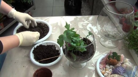 Как сделать флорариум своими руками: основы и мастер класс по изготовлению в фото