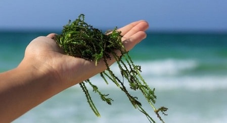 Морские водоросли – ценный продукт, богатый йодом, витаминами, минералами и аминокислотами в фото