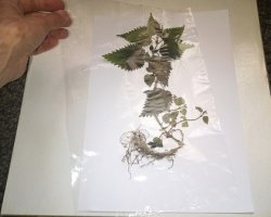 Как правильно сделать гербарий из осенних листьев