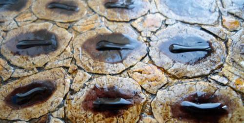 Имитация змеиной кожи с помощью яичной скорлупы в фото
