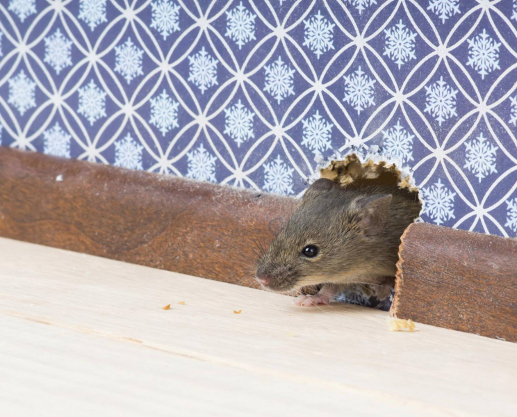 Сдохла мышь под полом: как избавиться от запаха