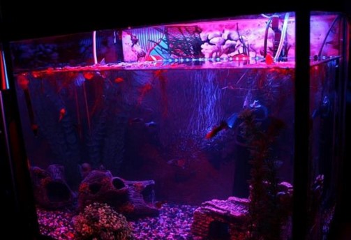 Светодиодная лента для освещения аквариума 