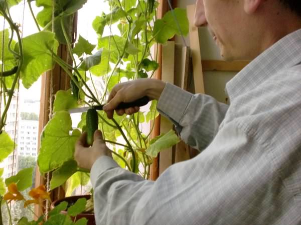 			Огурцы на балконе: агротехника выращивания		