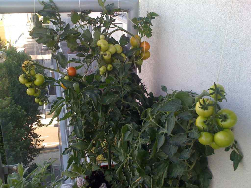 			Как выращивать овощи на балконе и что для этого нужно		
