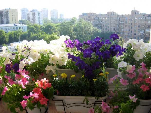 Какие цветы можно выращивать на балконе солнечная сторона?