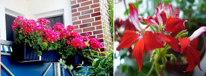 Какие цветы можно выращивать на балконе солнечная сторона?