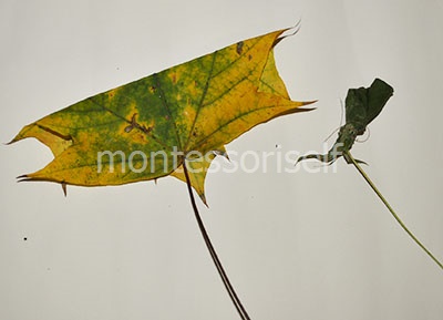 Аппликация на тему "Золотая осень" из цветной бумаги и из листьев для садика
