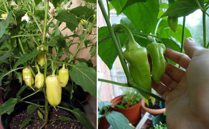 			Сладкий перец на балконе: выращивание, правильный подход		