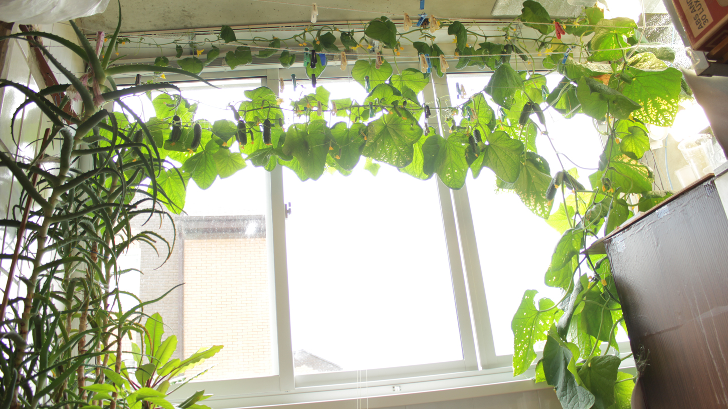 Как выращивать огурцы на балконе: вкусный сад в вашей квартире