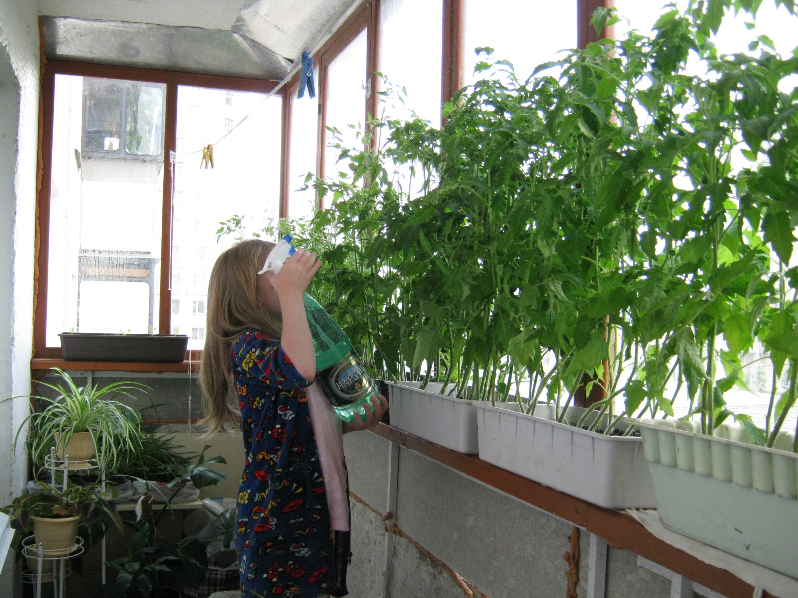 Как выращивать огурцы на балконе: вкусный сад в вашей квартире