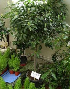 Какие растения можно выращивать на балконе зимой?