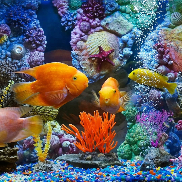 Интересные варианты, как украсить аквариум