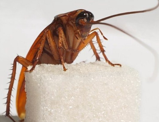 									Как вывести тараканов в квартире народными средствами								