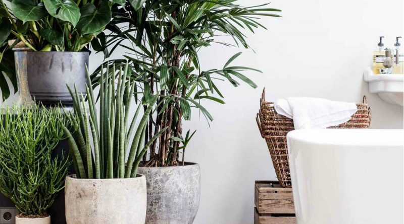 Тренд 2019: как использовать живые растения чтобы было стильно