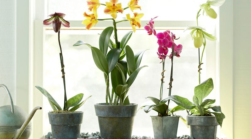 Куда поставить орхидею: места в доме с благоприятными условиями