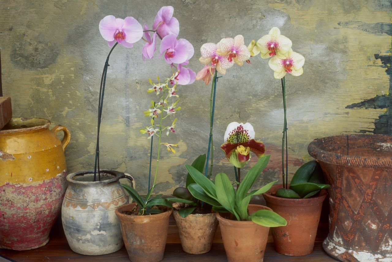 Куда поставить орхидею: места в доме с благоприятными условиями