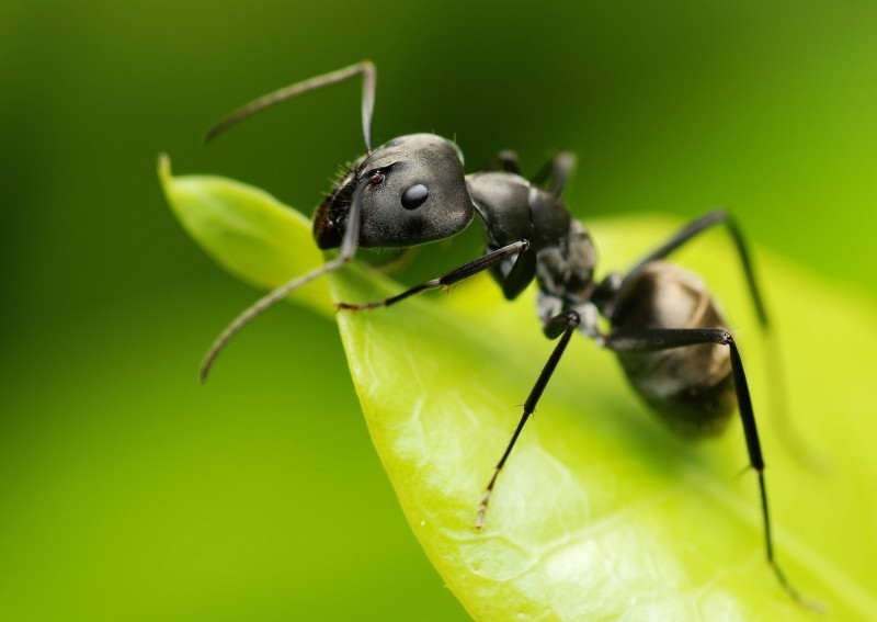 									Как избавиться от муравьев в огороде								