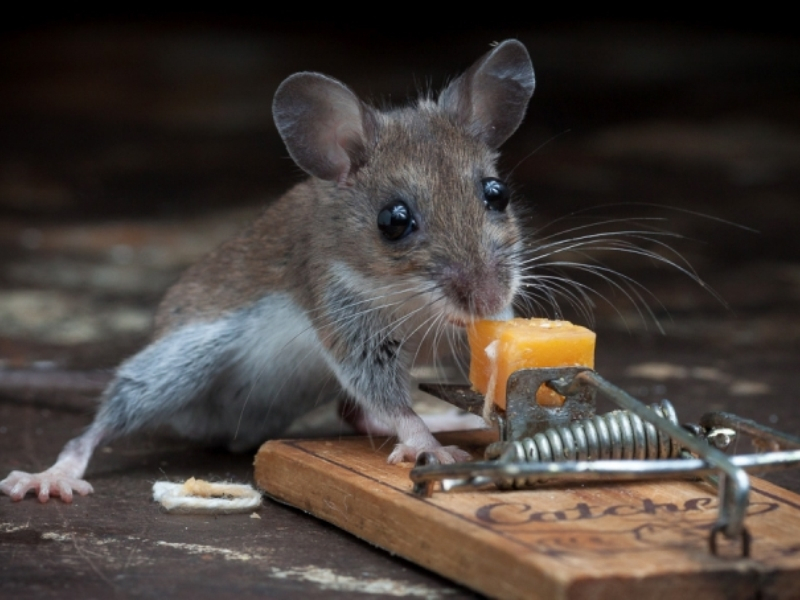 									Как избавиться от мышей в частном доме навсегда народными средствами								