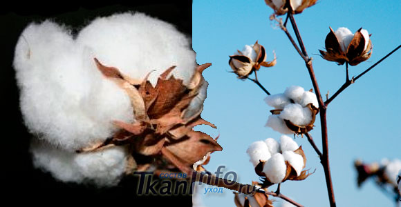 Коттон (cotton) - состав, свойства, применение и уход за материалом