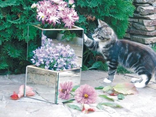Зеркало в саду: идеи декора (20 фото)