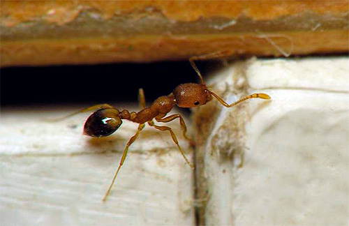 									Мелкие желтые муравьи в квартире: как избавиться								