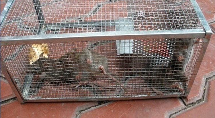 									Как избавиться от крыс в частном доме: народные средства								