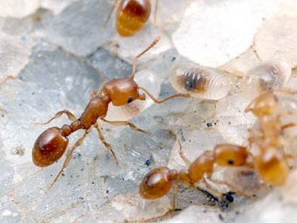 									Как избавиться от домашних муравьев навсегда народными средствами в домашних условиях								
