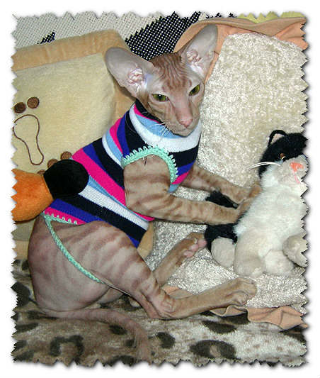 Сшить одежду кошке. Выкройка одежды для кошек Донских Сфинксов: Универсальная выкройка