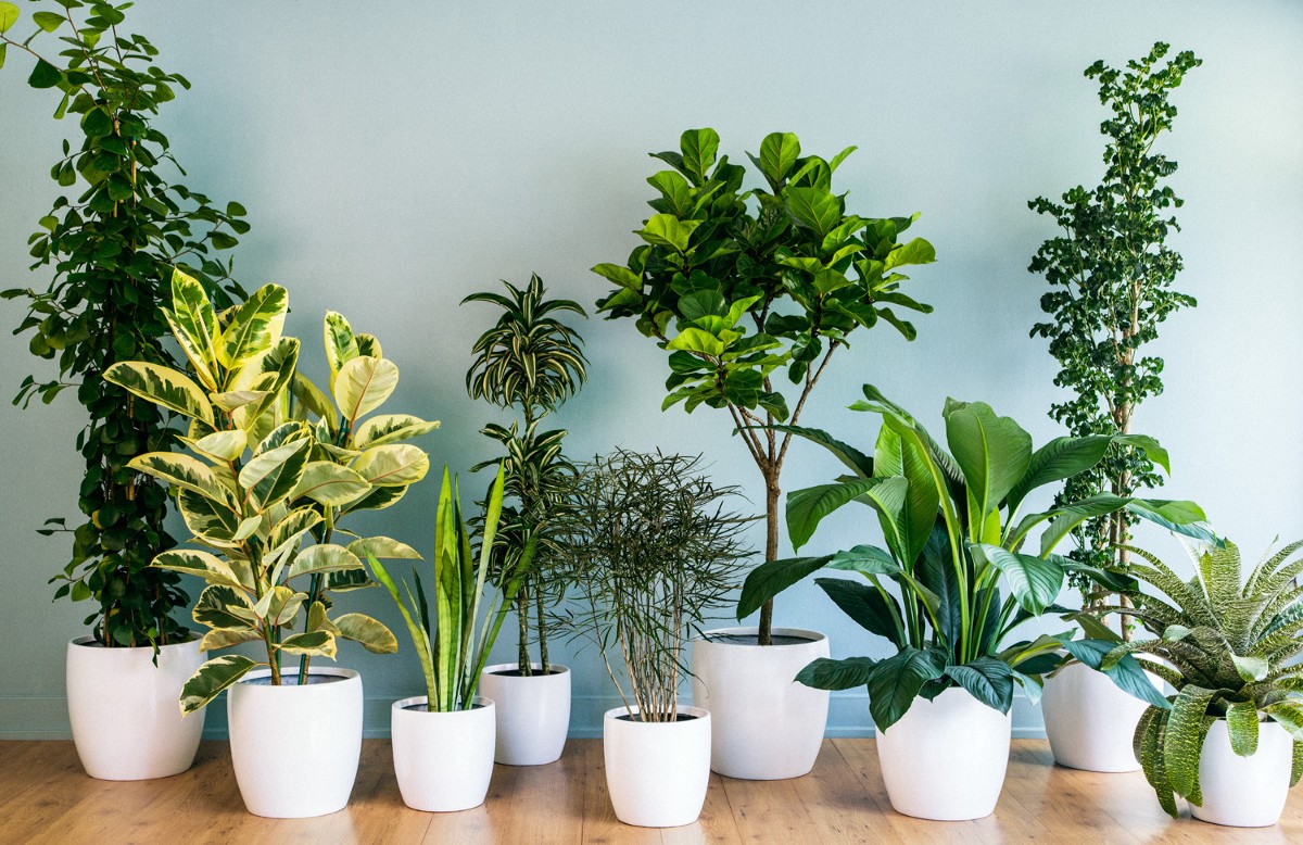 [Растения в доме] ТОП-5 лучших быстрорастущих комнатных растений