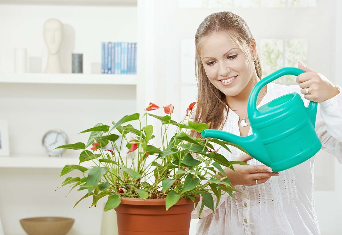 [Растения в доме] 5 полезных советов по уходу за комнатными растениями